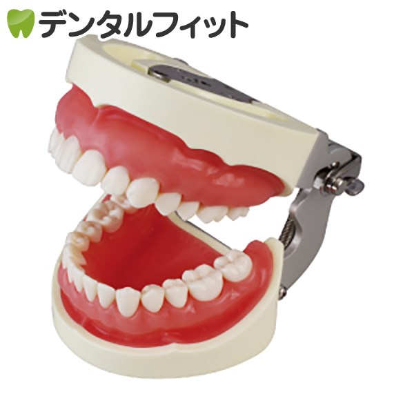 楽天市場】補綴修復用顎模型 (NISSIN DENTAL MODEL) (D16FE-500A(GSF