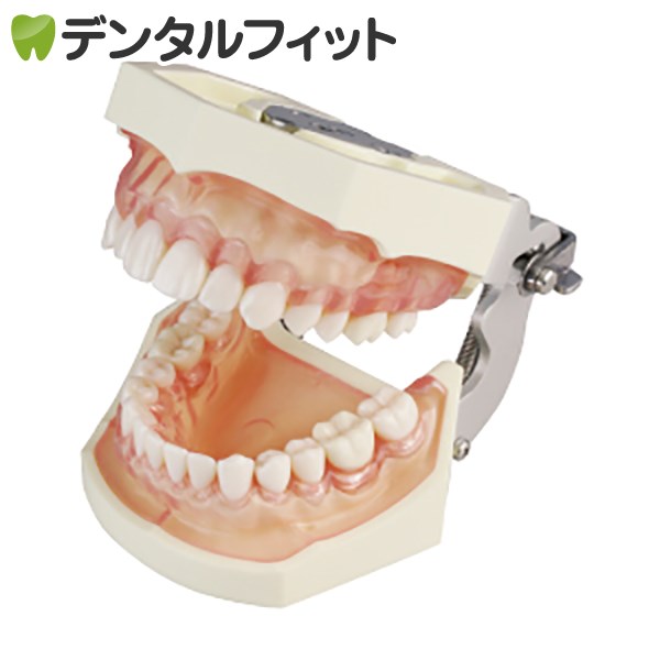 楽天市場】SRP用顎模型【P15FE-206H.2(GSE)-MF】(歯科指導用にも使