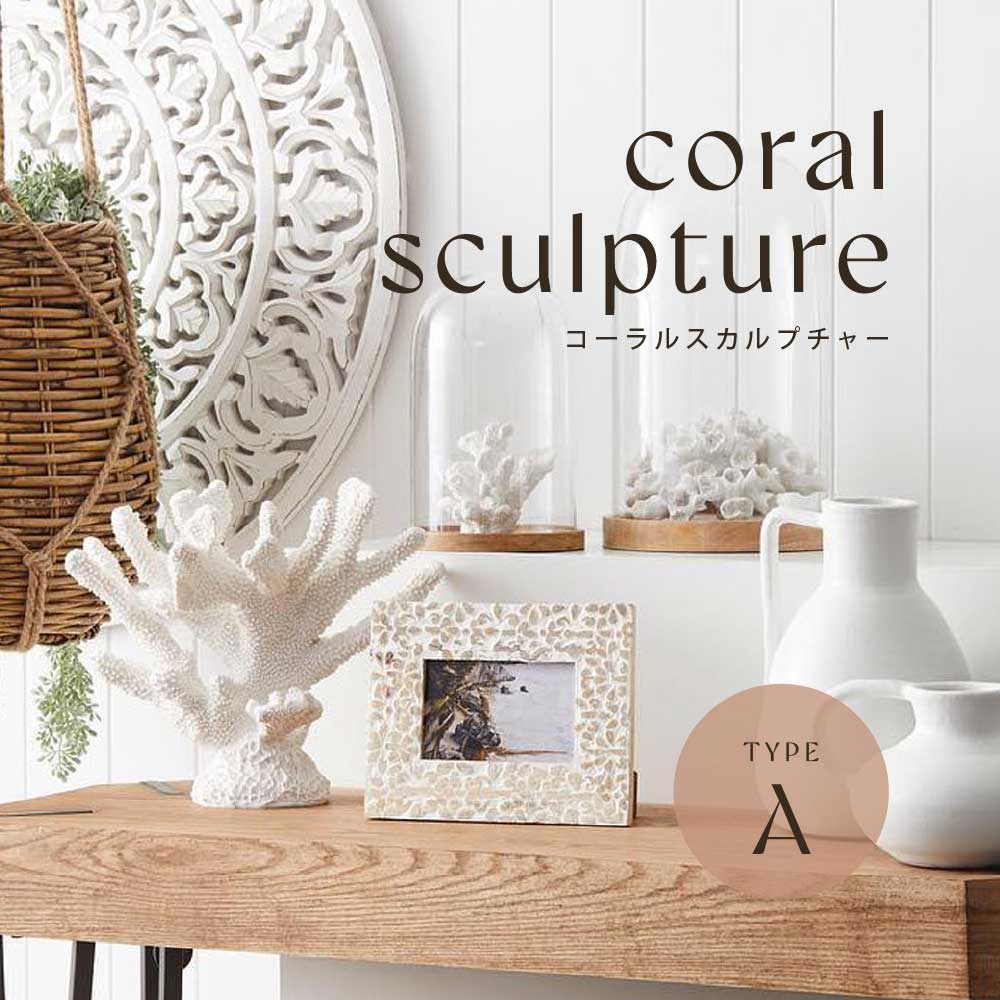 楽天市場】【限定入荷】Coast to Coast オーストラリア直輸入 サンゴ