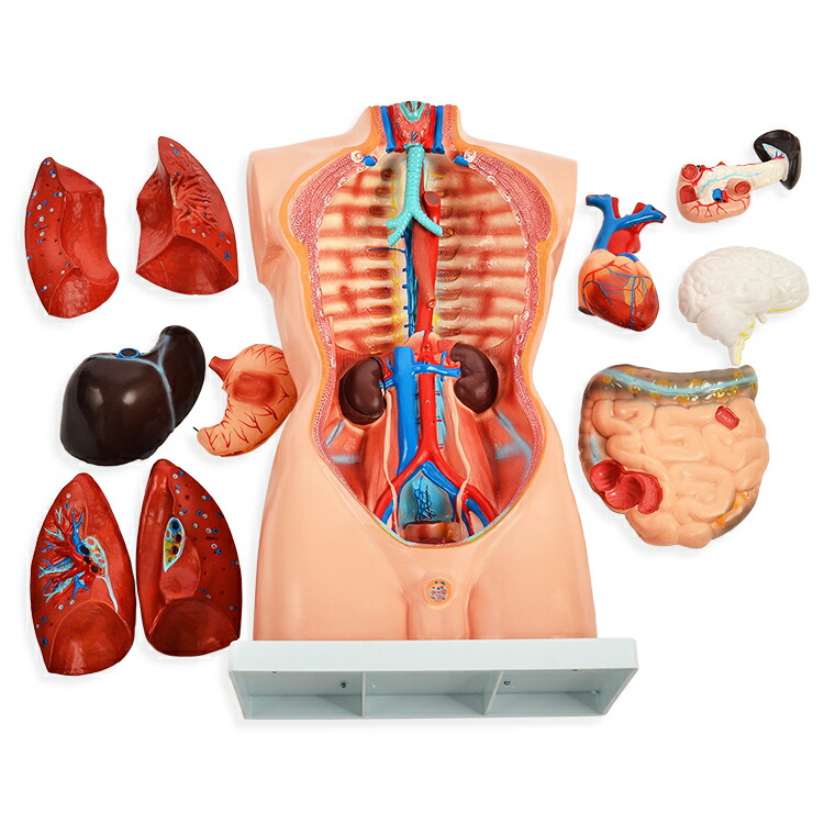 楽天市場】内臓人体模型男性85cmGX-201パーツ取り外し可内臓模型