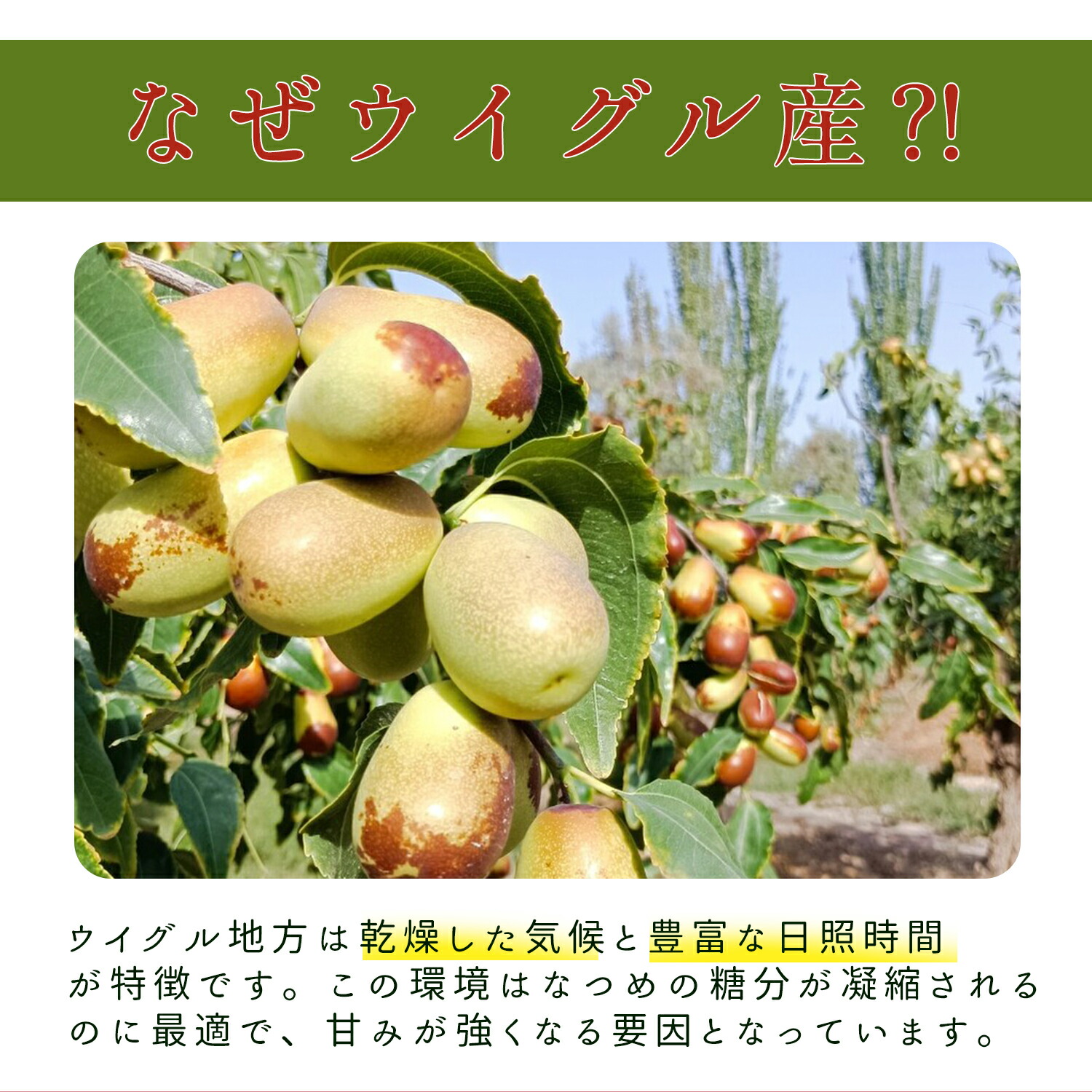 楽天市場】棗 ナツメ 1kg 種有り（260～300粒入り）無添加 新疆乾燥