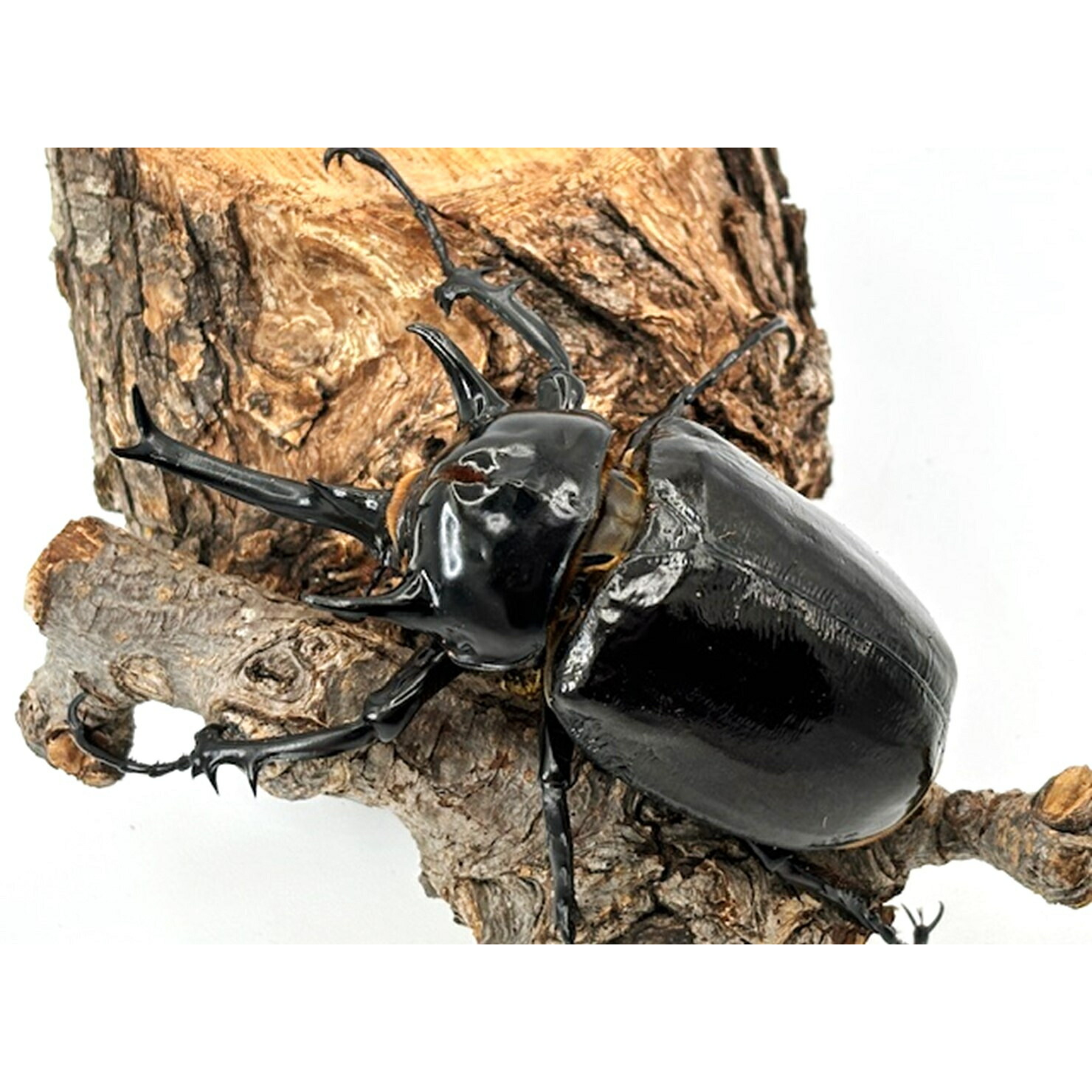 楽天市場】メガソマ最大種【DDA】マルスゾウカブト 幼虫 3頭セット dda