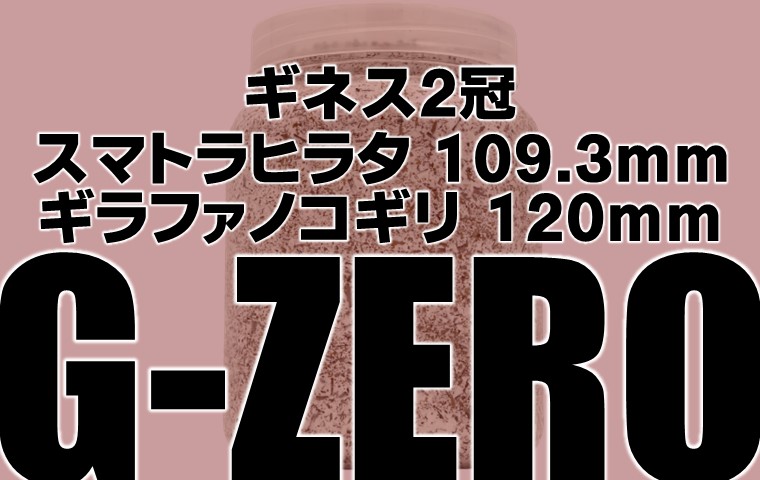 楽天市場】ギネス2冠 スマトラオオヒラタ109.3mm【DDA】G-ZERO 菌糸