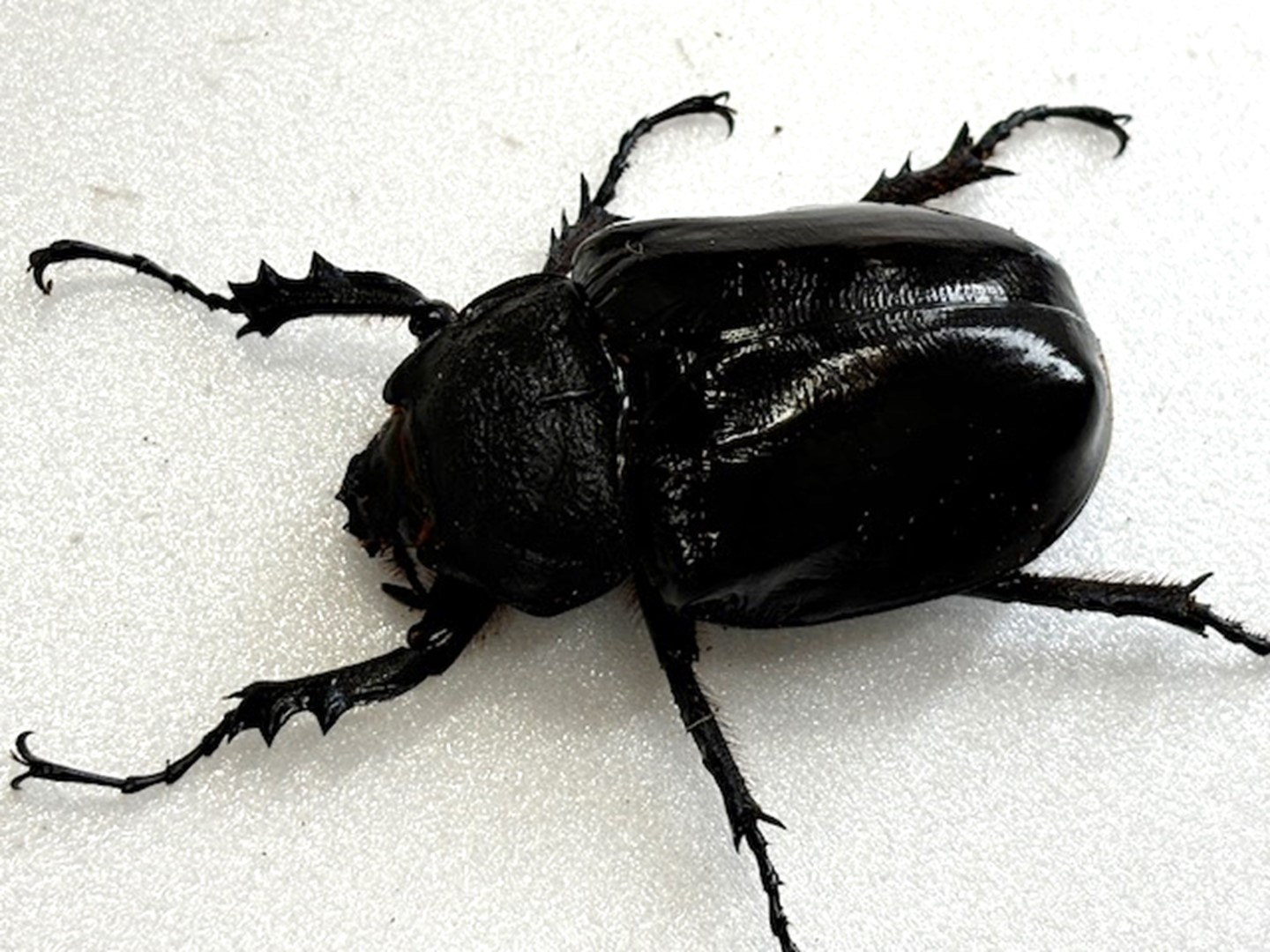 楽天市場】メガソマ最大種！【DDA】マルスゾウカブト 成虫 ♂100