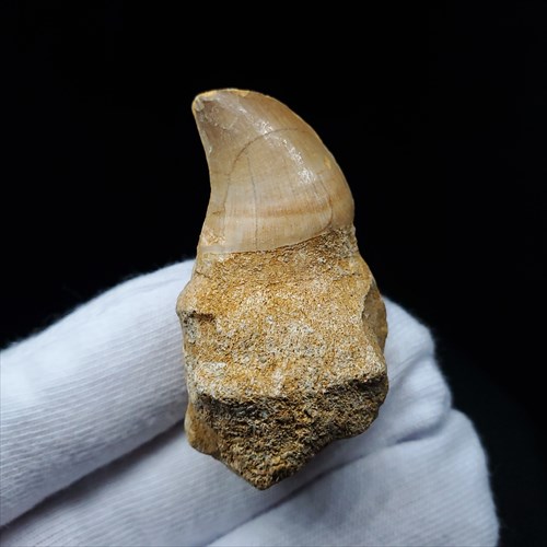 楽天市場】【送料無料】【モササウルス/化石/歯/恐竜】モササウルス