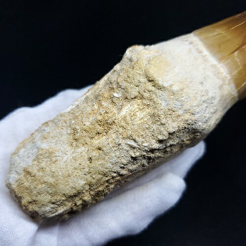 楽天市場】【送料無料】【モササウルス/化石/歯/恐竜】特大 歯根付き