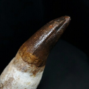 楽天市場】【送料無料】【モササウルス/化石/歯/恐竜】特大 歯根付き