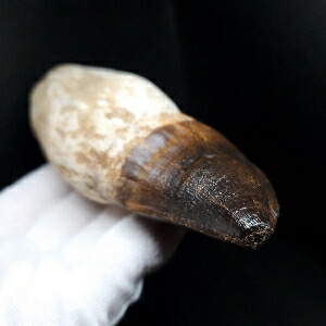 楽天市場】【送料無料】【モササウルス/化石/歯/恐竜】特大 歯根付き