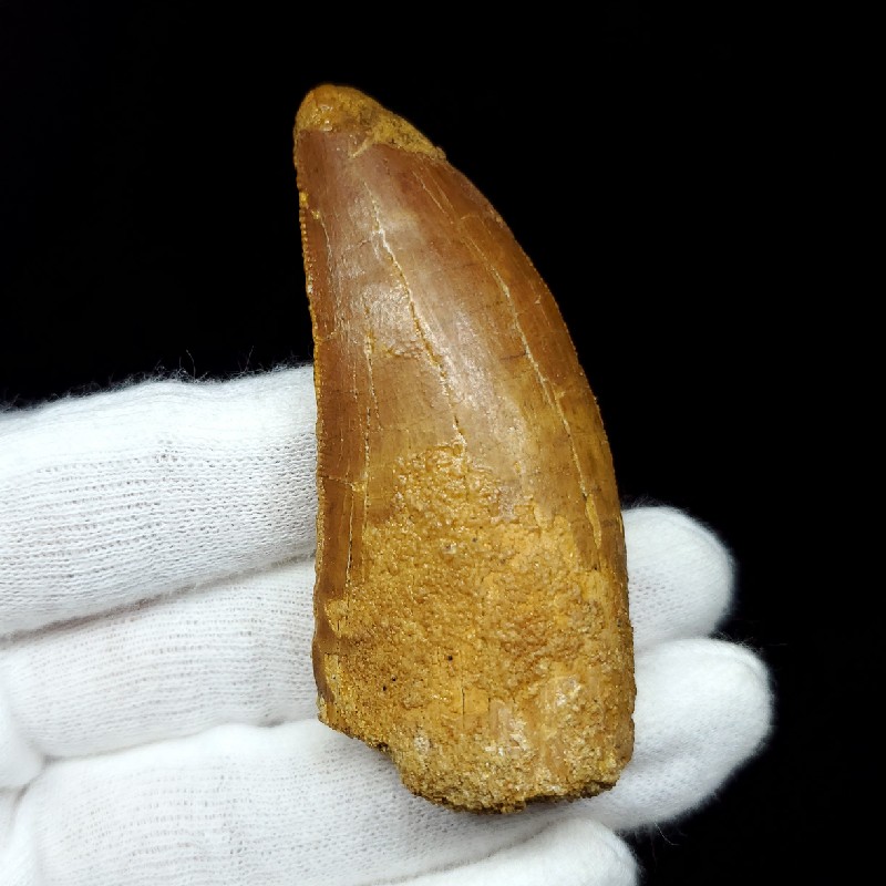 楽天市場】【送料無料】【カルカロドントサウルス/歯/化石/恐竜】美品