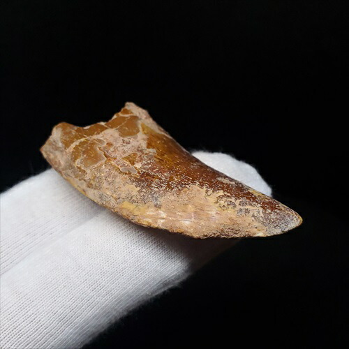 楽天市場】【送料無料】【カルカロドントサウルス/歯/化石/恐竜】カル