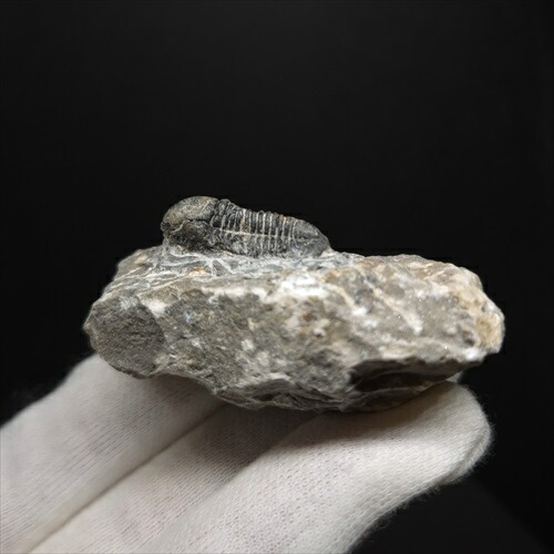 楽天市場】【送料無料】【ガリミムス/化石/手/恐竜】博物館級