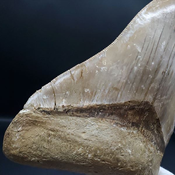 楽天市場】【送料無料】【メガロドン /化石/歯/恐竜】極上 メガロドン