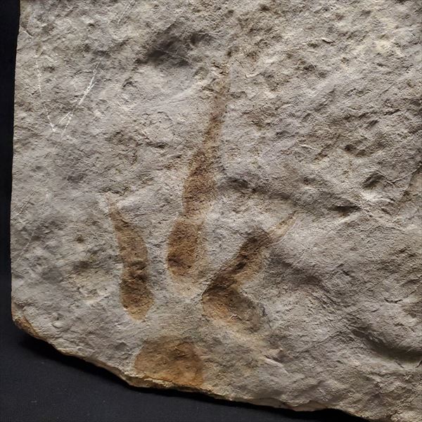 楽天市場】【送料無料】【グラレーター/化石/足跡/恐竜】希少