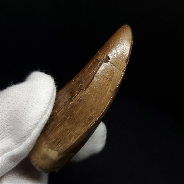 楽天市場】【送料無料】【アベリサウルス/歯/化石/恐竜】極上