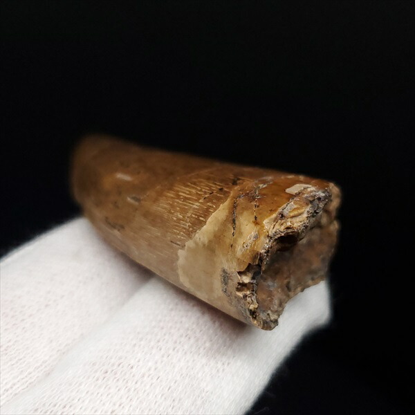 楽天市場】【送料無料】【アベリサウルス/歯/化石/恐竜】極上