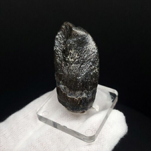 楽天市場】【送料無料】【ジョバリア /歯/化石/恐竜】 極上 ジョバリア