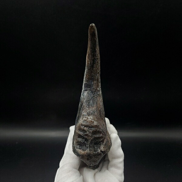 楽天市場】【送料無料】【アロサウルス /恐竜/化石】 アロサウルス 爪