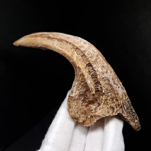 楽天市場】恐竜 爪 化石の通販