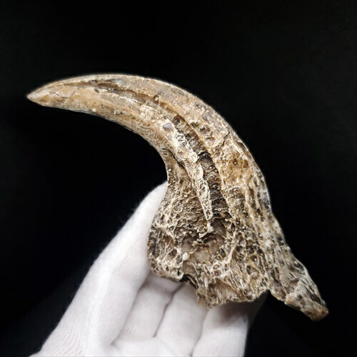 楽天市場】【送料無料】【アロサウルス /恐竜/化石】 アロサウルス 爪