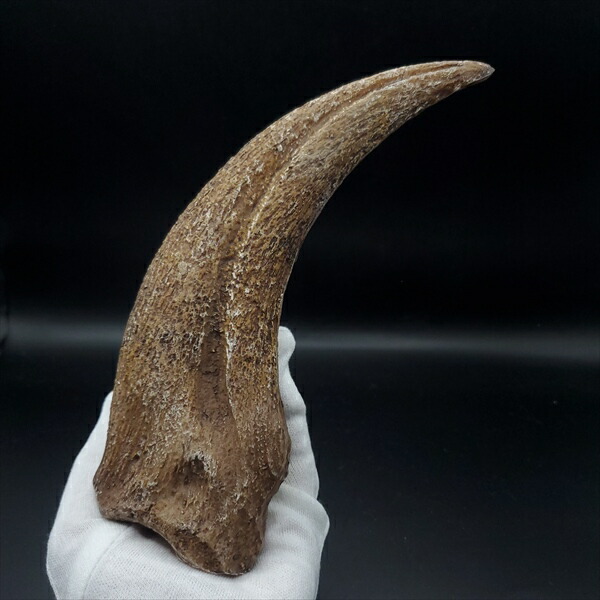 化石 美術品 レプリカ」の人気商品一覧 | 安い商品を通販サイトから