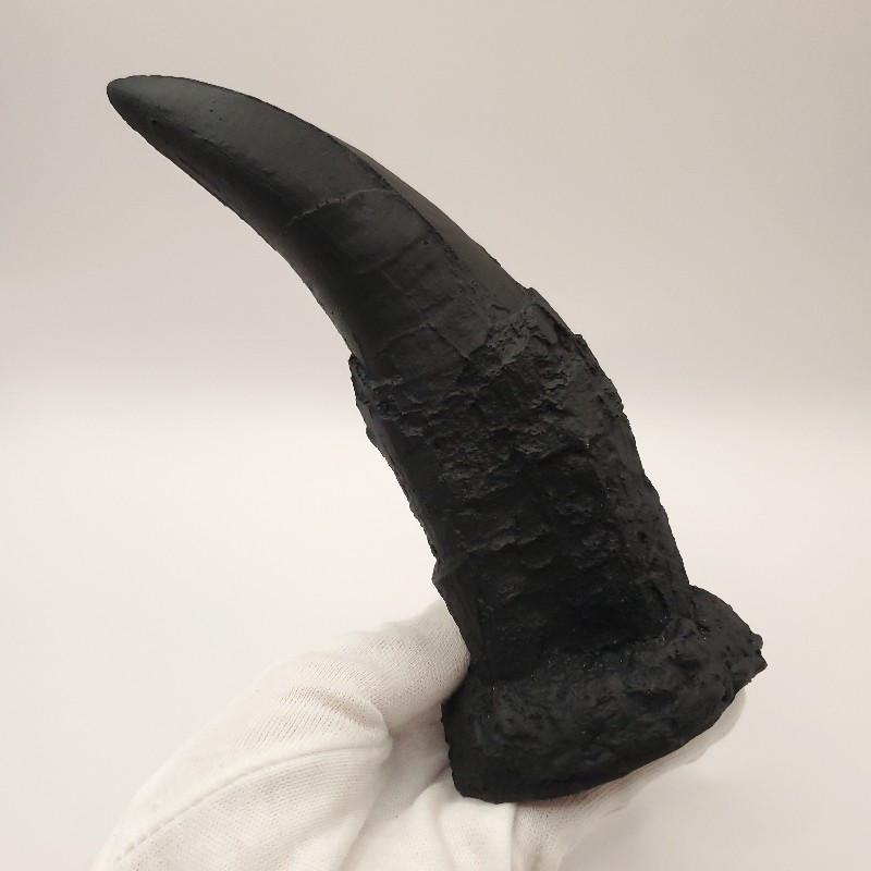 楽天市場】【送料無料】【ティラノサウルス /恐竜/化石