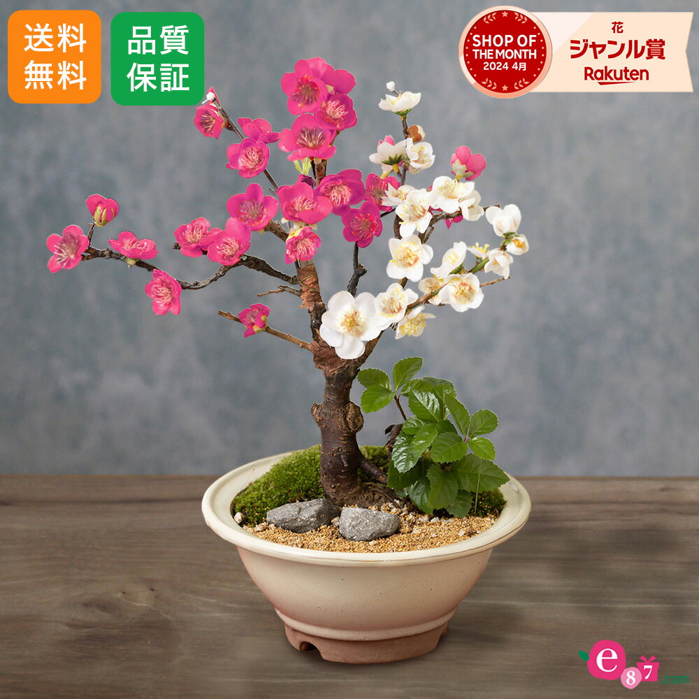 楽天市場】お正月 盆栽 花 梅 「紅白の美 紅白梅咲き分け」 鉢植え 庭
