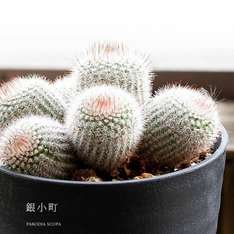 楽天市場】長年付き合える、群生サボテン 多肉植物さぼてん 観葉植物