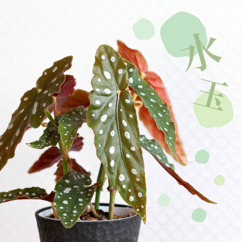 楽天市場】ベゴニア・マクラータ樹脂POT☆水玉模様がキュートです