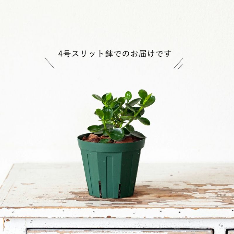 楽天市場】コパンダガジュマル4号スリット鉢パンダ ガジュマル ぱんだ