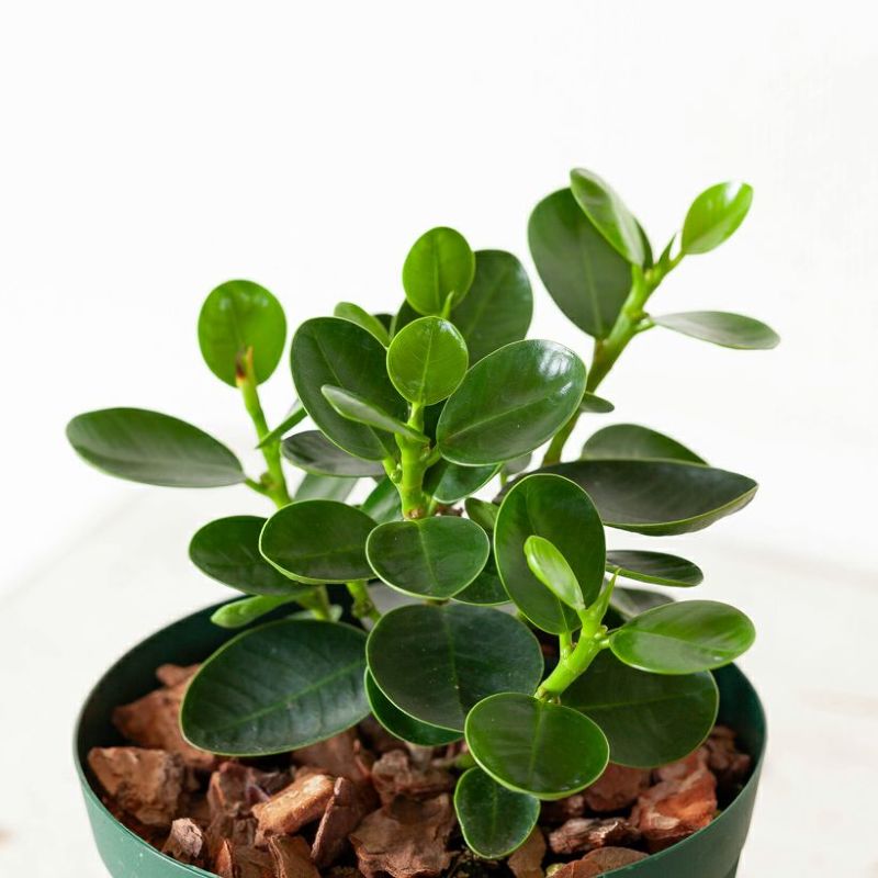 楽天市場】コパンダガジュマル4号スリット鉢パンダ ガジュマル ぱんだ