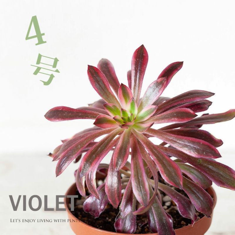 楽天市場】「4号」だから育てやすい！アエオニウム・サンシモン