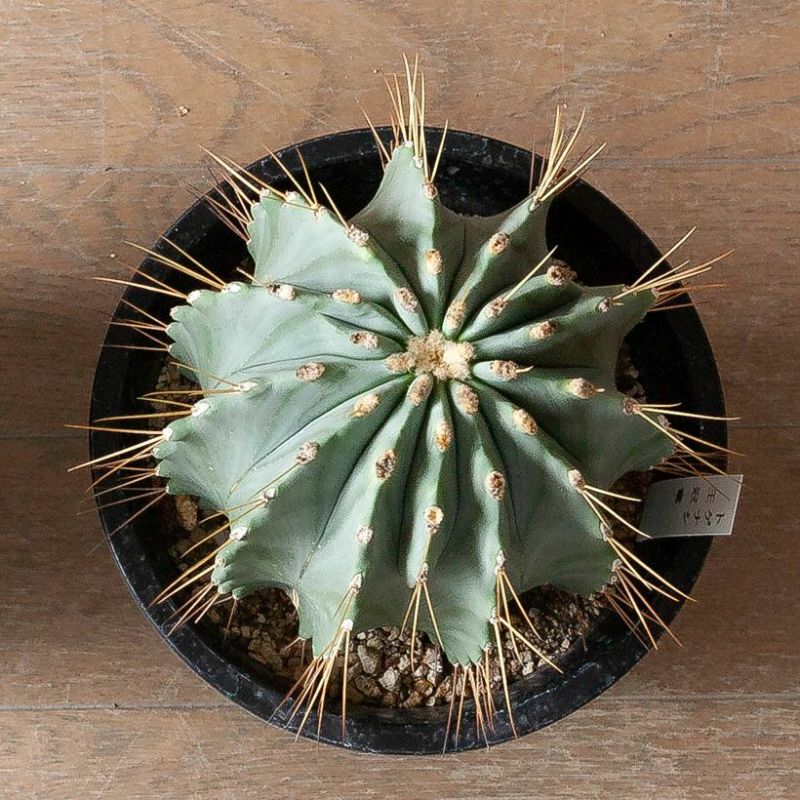 楽天市場】棘無王冠竜（トゲ無しオウカンリュウ）サボテン トゲなし