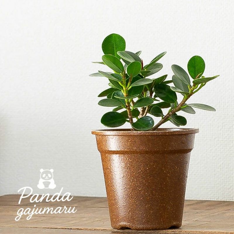 楽天市場】「パンダガジュマル」を環境に配慮したecoポットに植えて