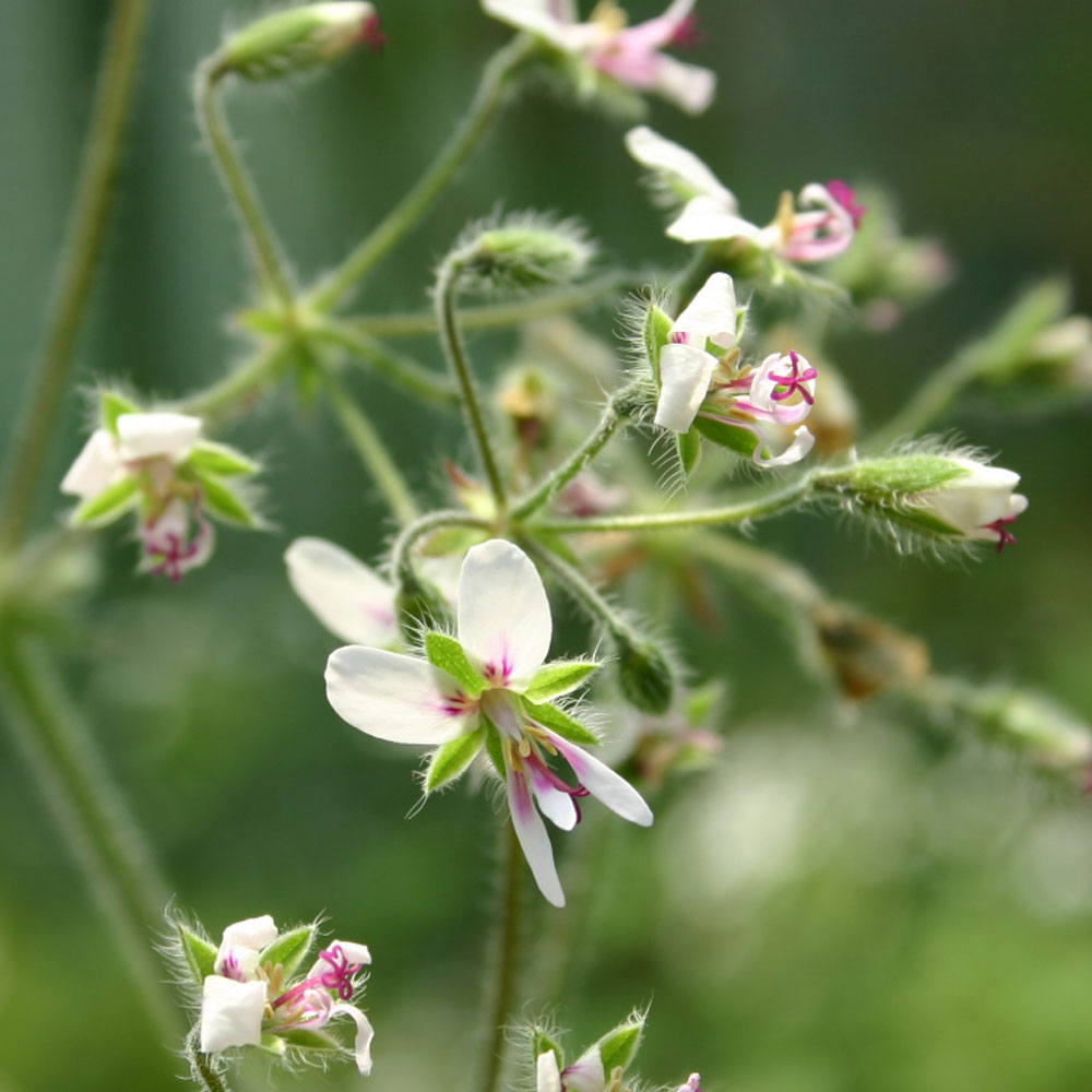 楽天市場】ペパーミント(ミント)・ゼラニウム/ハーブの苗 9cmポット