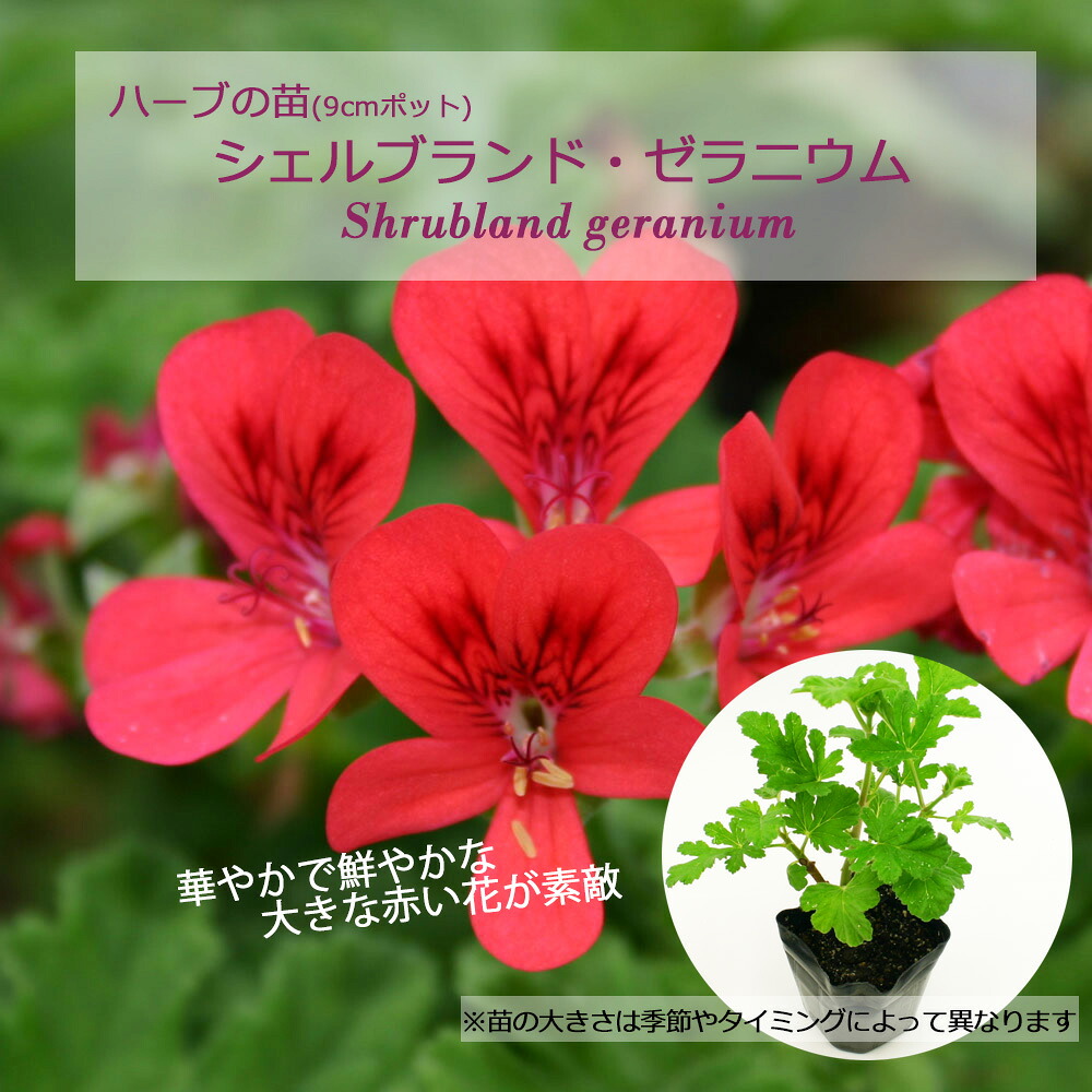 楽天市場】シェルブランド・ゼラニウム/ハーブの苗 9cmポット : ハーブ