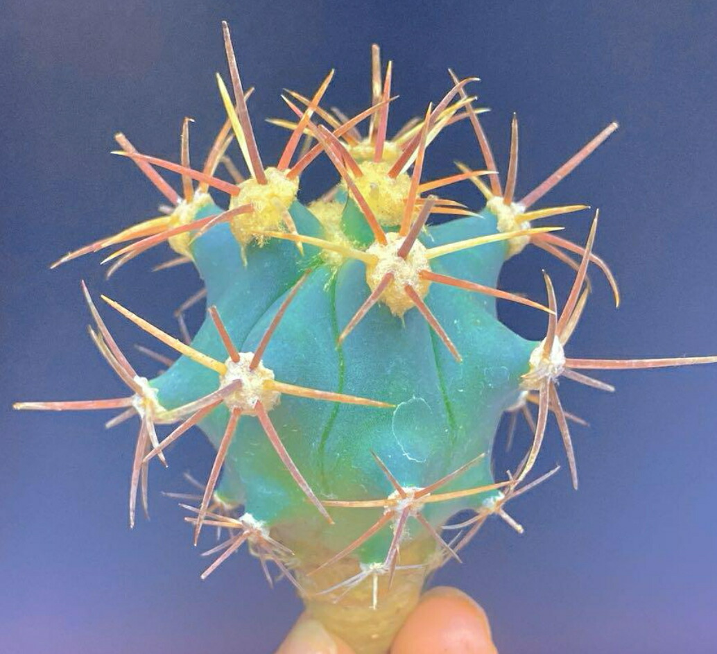 楽天市場】サボテンフェロカクタス属刈穂玉·赤棘発根済み 1株入り