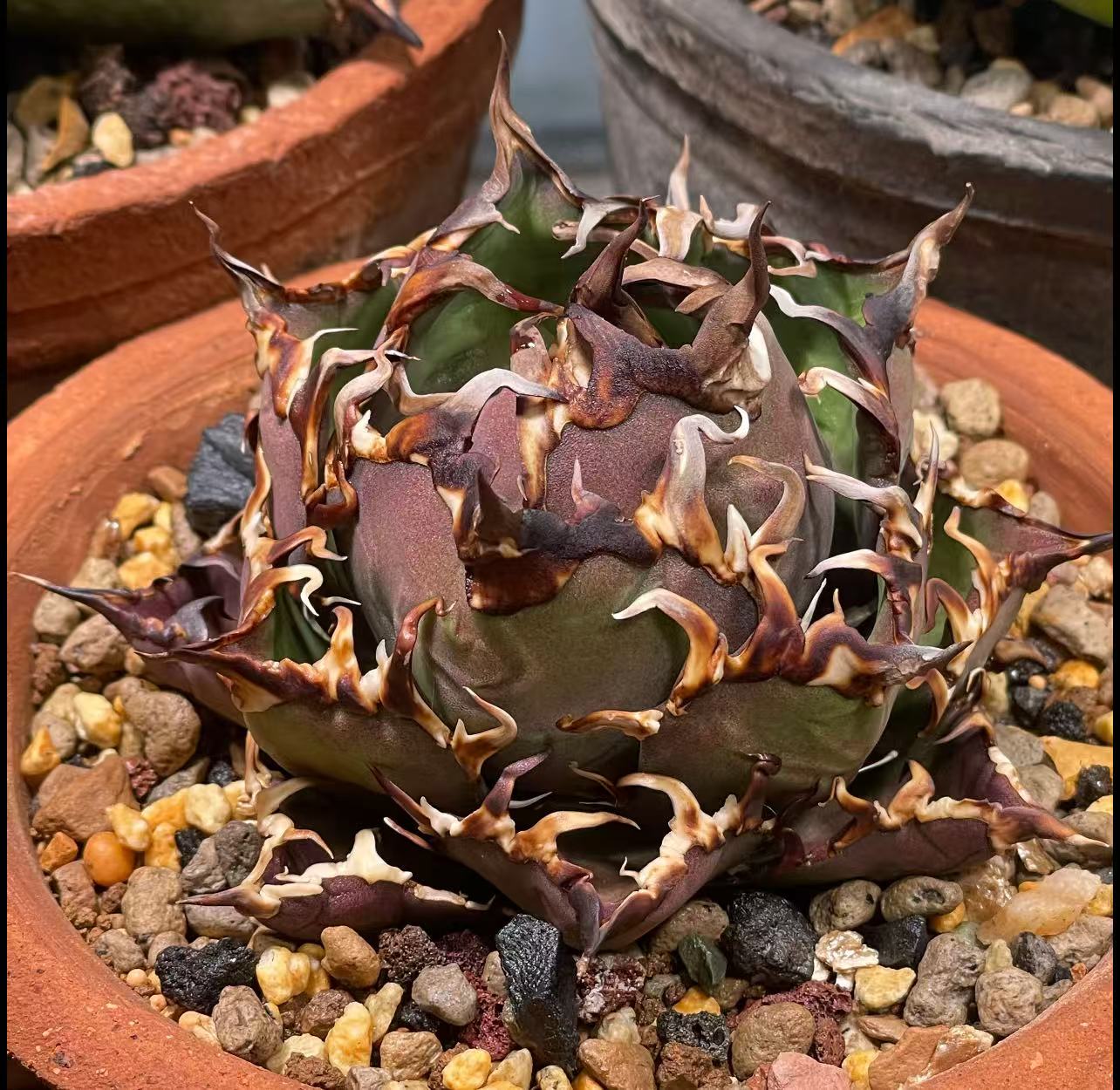 楽天市場】アガベ チタノタ シーザー 凱撒 優良血統超極上棘 美株 中株