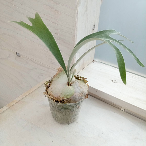 楽天市場】観葉植物/ビカクシダ（コウモリラン）： ベイチー ワイルド