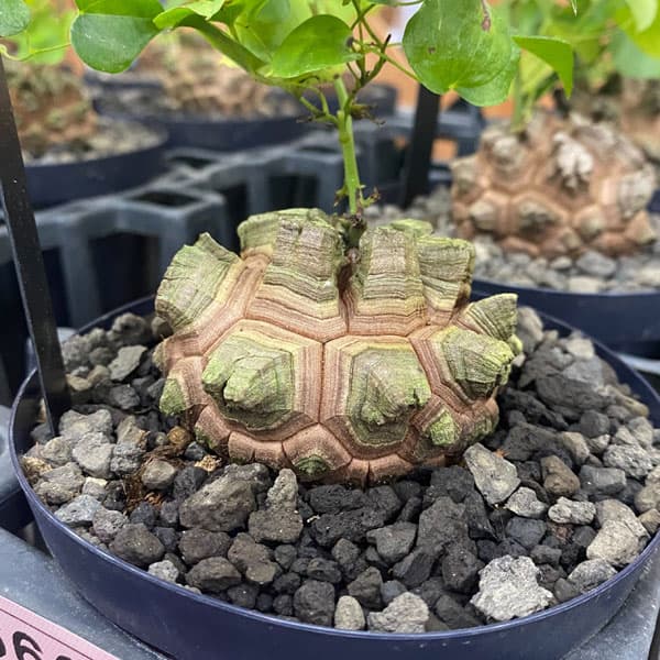 メキシコ亀甲竜 ベアルート株 発根済み ディオスコレア ディオスコレア