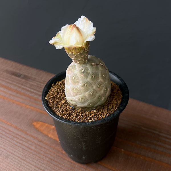 楽天市場】観葉植物/[ザ・ファームセレクト]サボテン：テフロカクタス