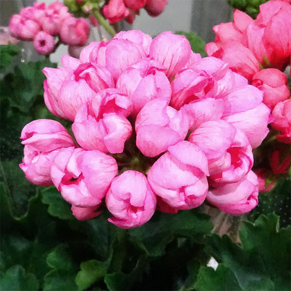 楽天市場】チューリップ咲き ゼラニウムの通販