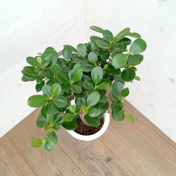 楽天市場】観葉植物/ガジュマル：パンダガジュマル 8号鉢植え** : 園芸