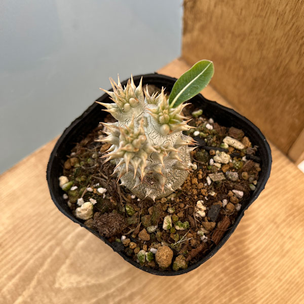 楽天市場】観葉植物/パキポディウム：恵比寿大黒（国内実生株）3.5号