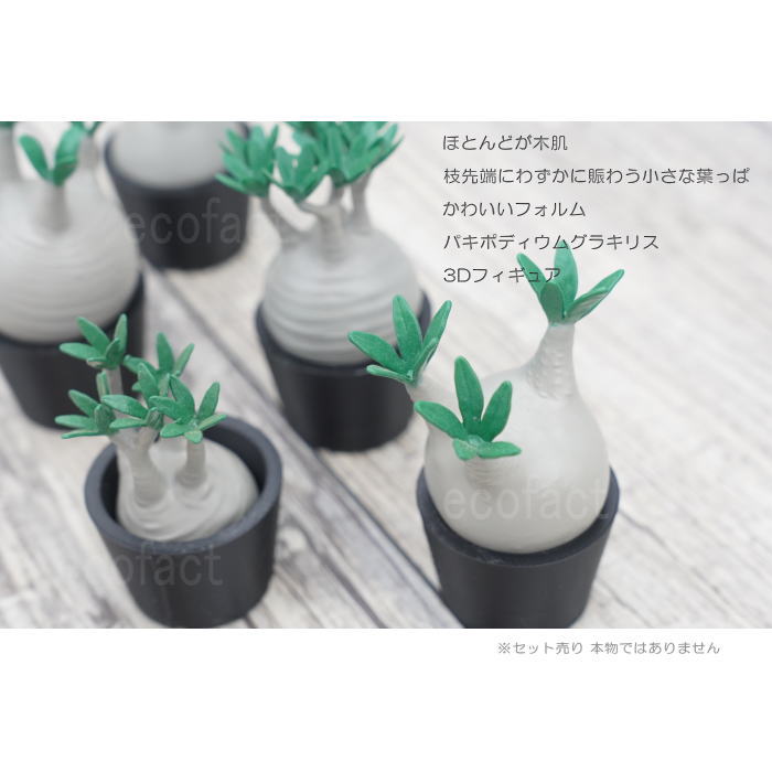 楽天市場】3D フィギュア ミニチュア 5セットノーマル パキポディウム