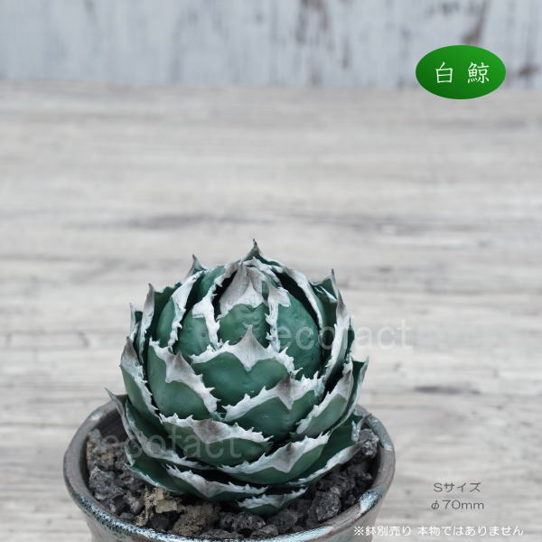 楽天市場】フェイクグリーン 3D フィギュア アガベ チタノタ 白鯨 S
