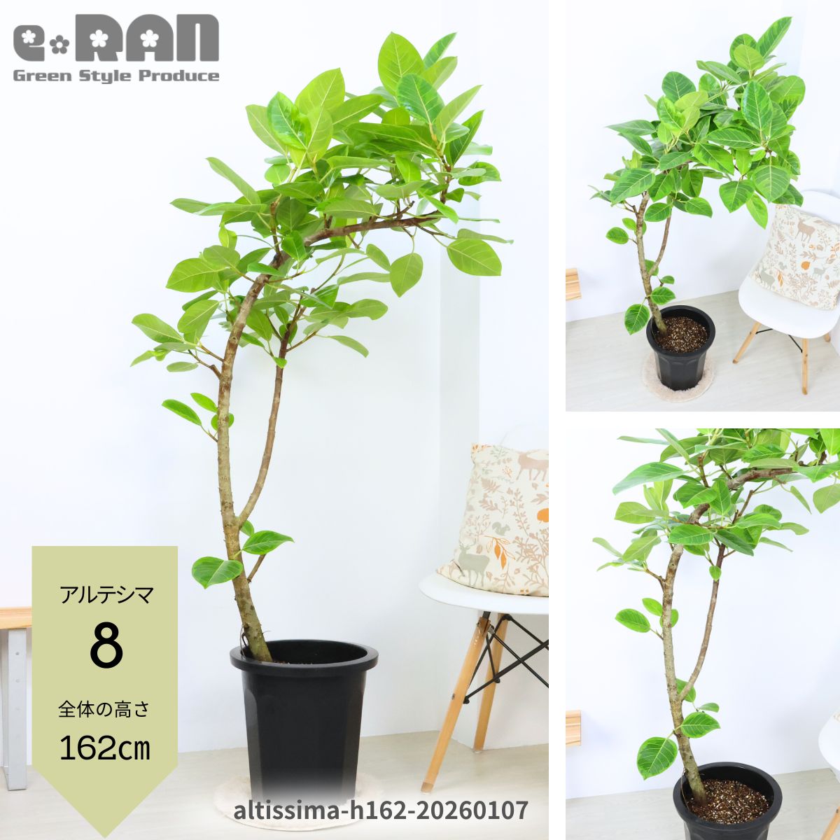 観葉植物 フィカス・アルテシマ」の人気商品一覧 | 安い商品を通販