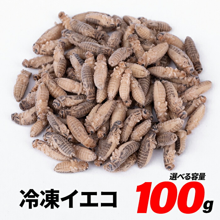 楽天市場】冷凍コオロギ ML 100g 300g 500g 1kg 送料無料 1.5cm-2cm程