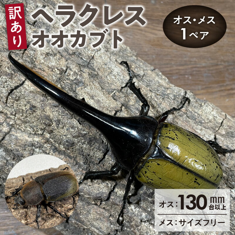 楽天市場】【ふるさと納税】【訳あり】 ヘラクレスオオカブト オス