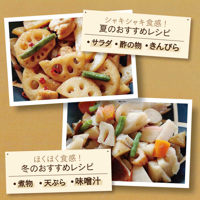 楽天市場】【ふるさと納税】【年内発送】レンコンの名産地！白石町産