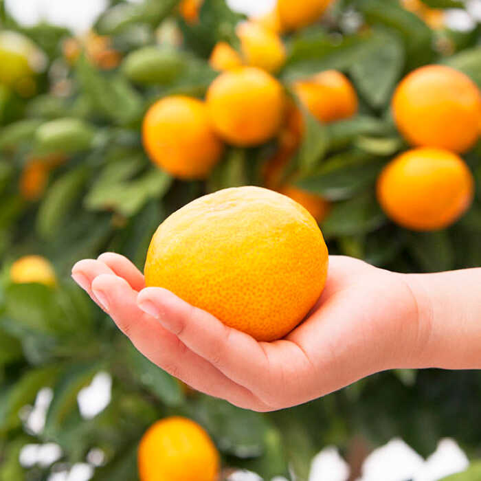 楽天市場】【ふるさと納税】【年内配送/11月下旬より配送】 原口みかん